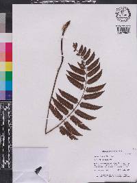 Cyathea glabra image