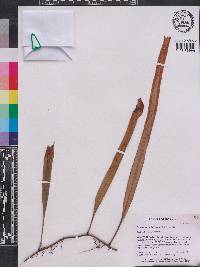 Pyrrosia longifolia image