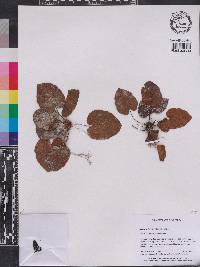 Tectaria labrusca image