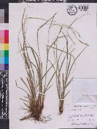 Carex perakensis image