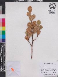 Ficus deltoidea image