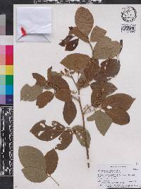 Desmodium umbellatum image