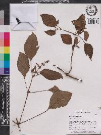 Plectranthus galeatus image