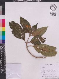 Image Associated With the Occurence