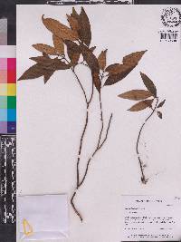 Ophiorrhiza elmeri image