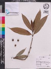 Urophyllum leucocarpum image