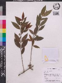 Urophyllum leucocarpum image