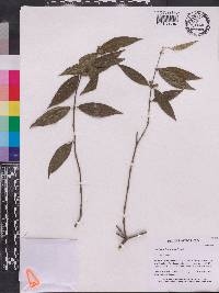 Urophyllum leucocarpum image