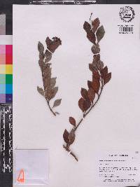Psychotria sarmentosa image