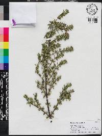 Westringia brevifolia image