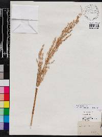 Panicum amarum image