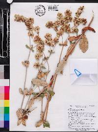 Eriogonum tomentosum image