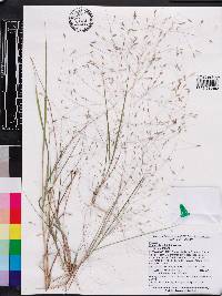 Eragrostis elliottii image