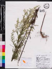 Eupatorium compositifolium image