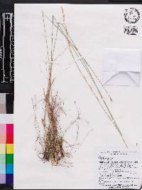 Aristida mohrii image