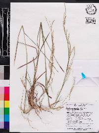 Schizachyrium stoloniferum image