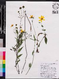 Bidens mitis image