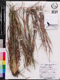 Andropogon virginicus var. virginicus image