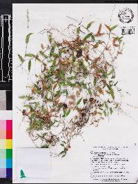 Oplismenus hirtellus subsp. setarius image