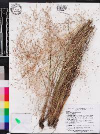 Eragrostis elliottii image