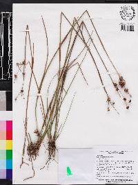 Juncus scirpoides image