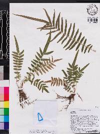 Pteris vittata image