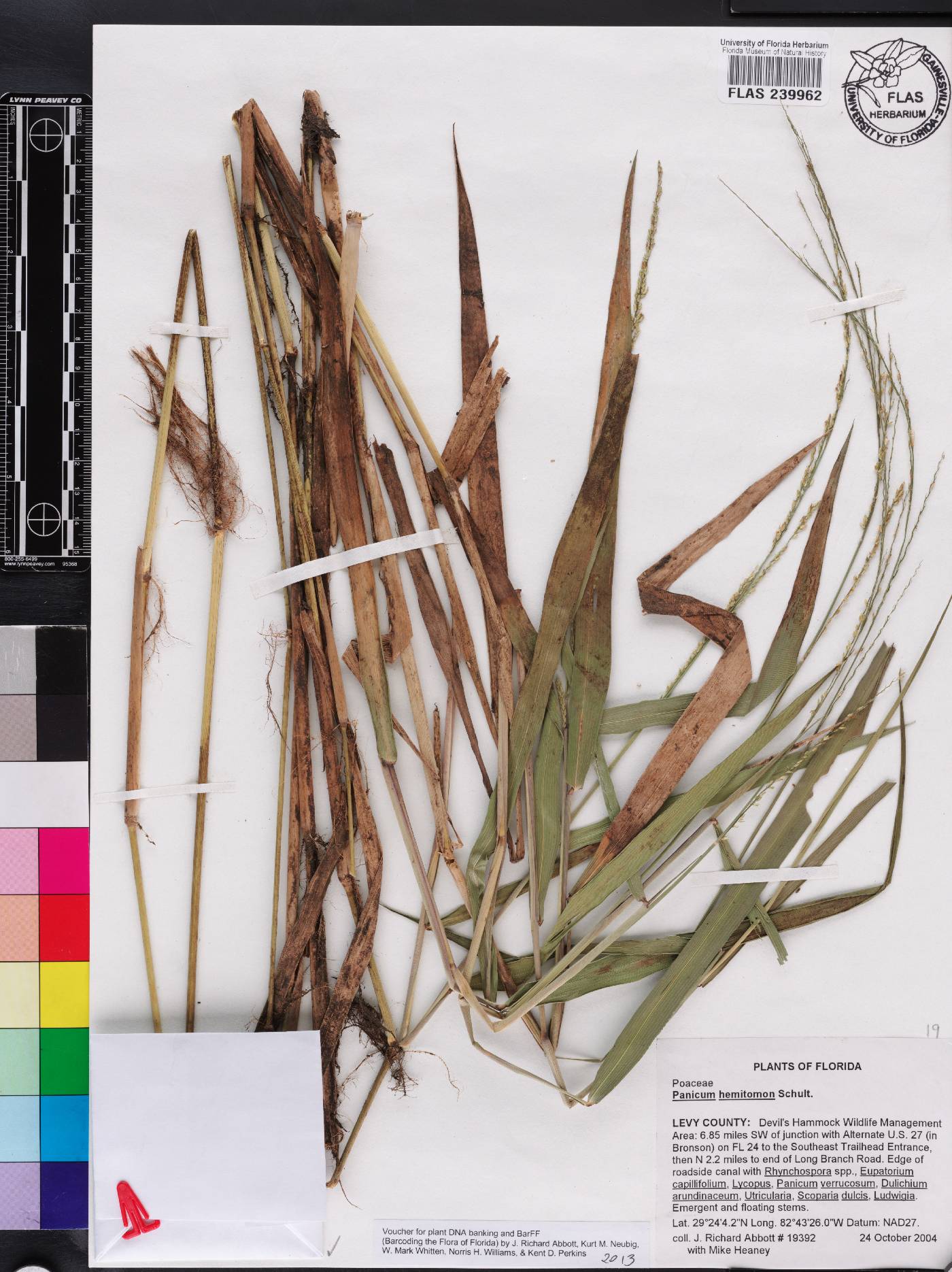 Panicum hemitomon image