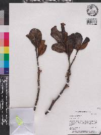 Plethiandra hookeri image