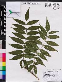 Sorbaria sorbifolia image