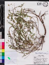 Crotalaria rotundifolia image