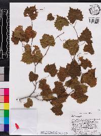 Vitis rotundifolia image