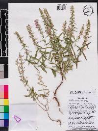 Dicerandra densiflora image