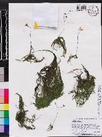 Utricularia gibba image