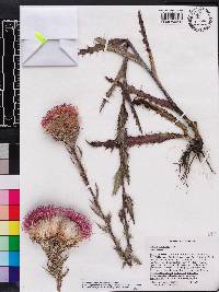 Cirsium horridulum image