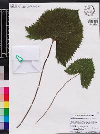 Ligularia stenocephala image
