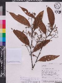 Nectandra acutifolia image