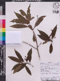 Ocotea oblonga subsp. cuprea image