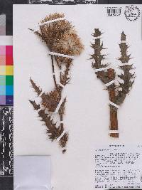 Cirsium horridulum image