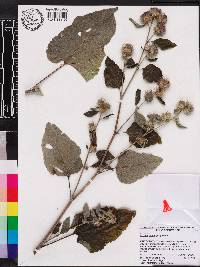 Arctium minus image