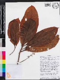 Beilschmiedia costaricensis image