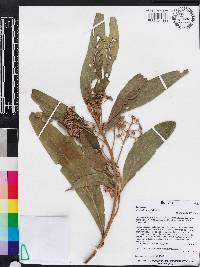 Nectandra angusta image