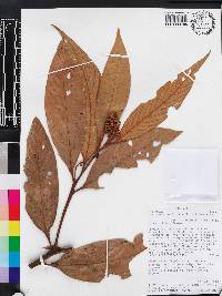 Nectandra reticulata image