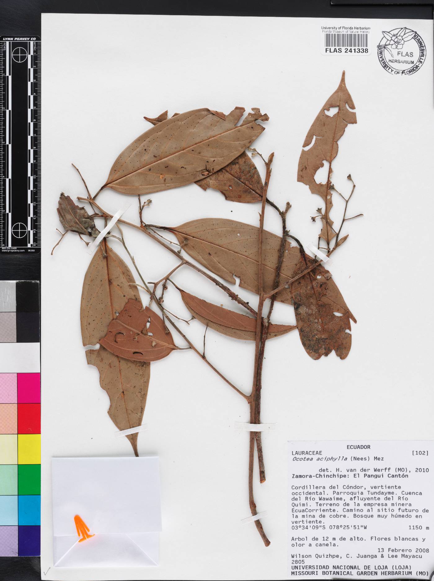 Ocotea aciphylla image