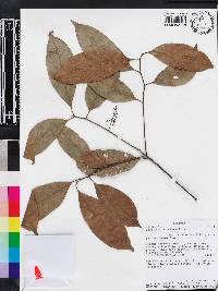 Ocotea cernua image