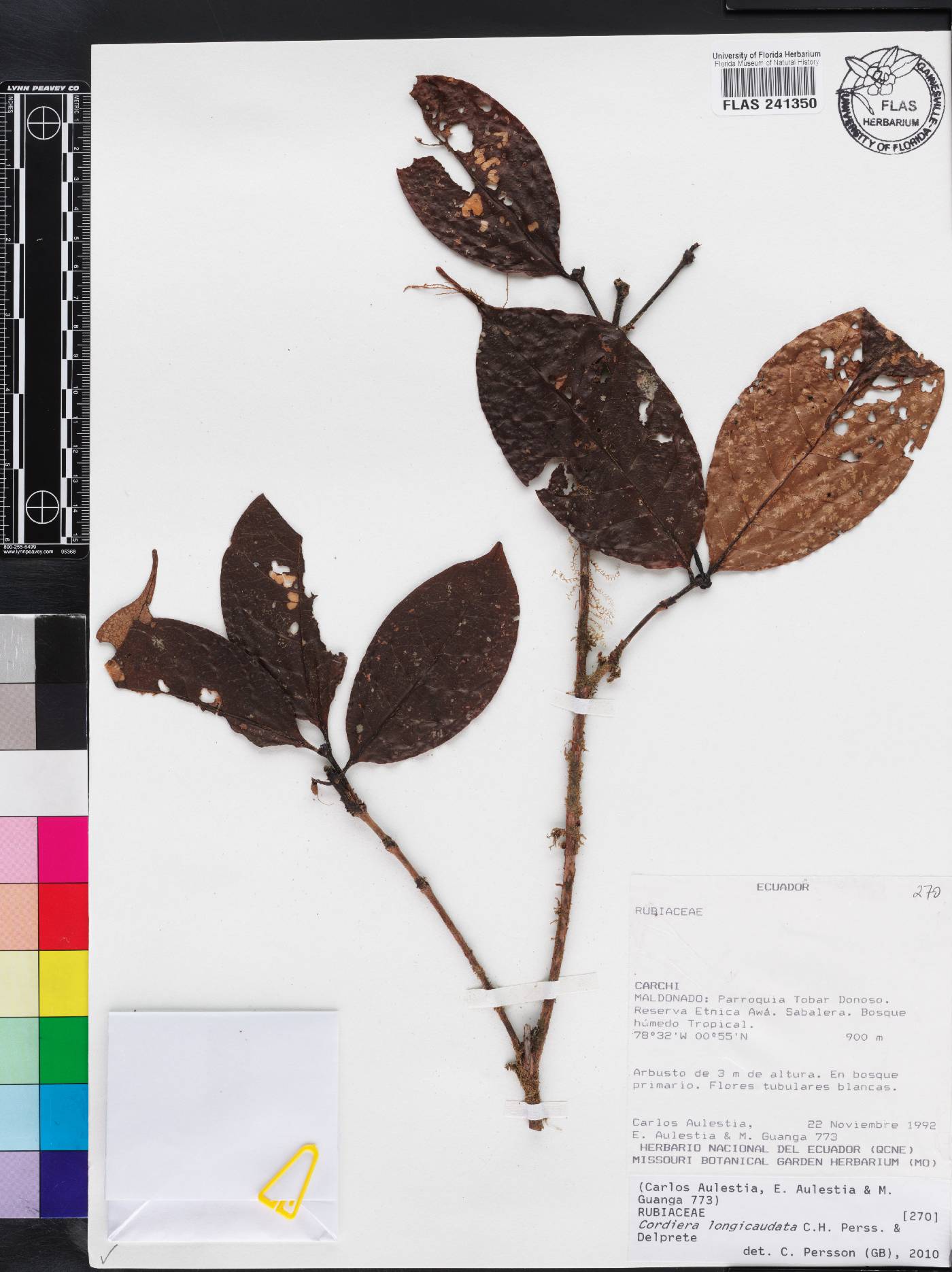 Cordiera longicaudata image