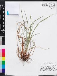 Carex acidicola image