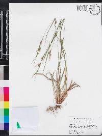 Carex corrugata image