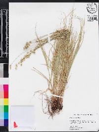 Carex hyalina image