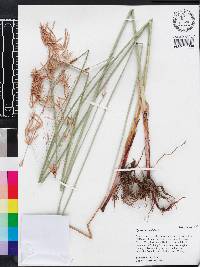 Cyperus articulatus image