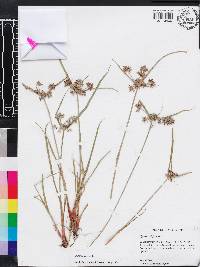 Cyperus fuscus image